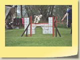 Jumping Samstag (362)
